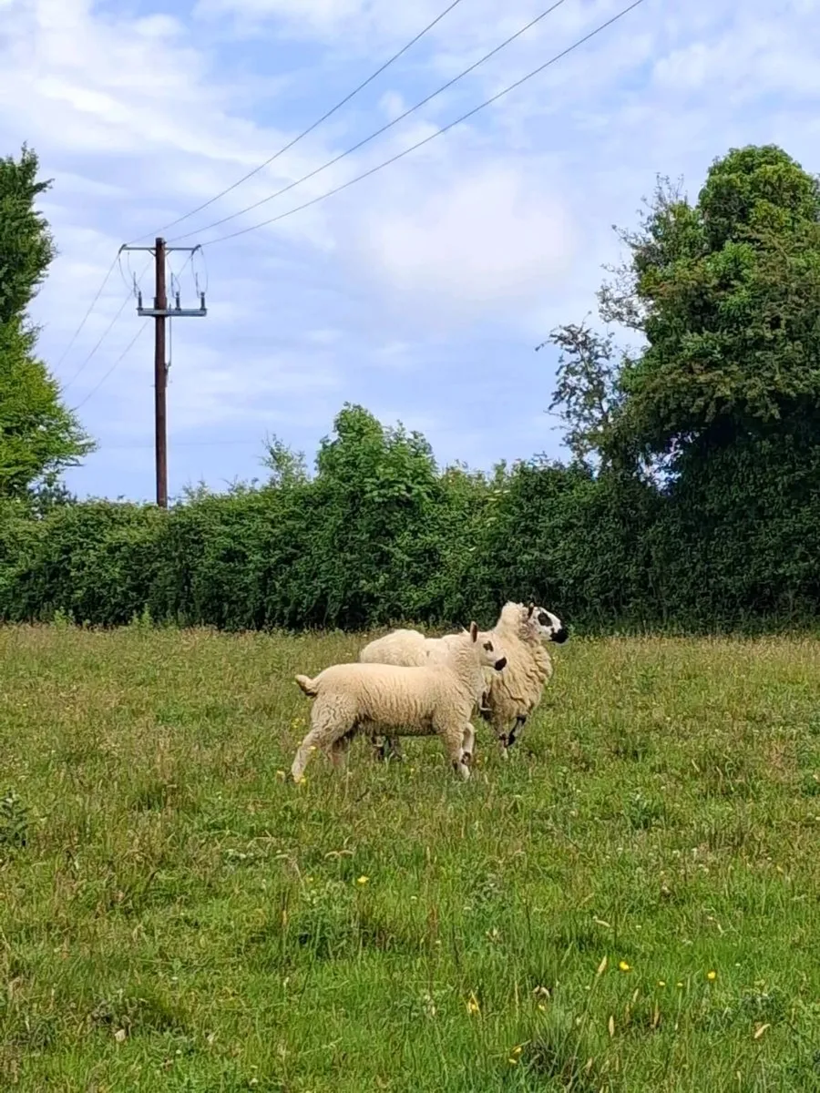 Kerryhill sheep - Image 4