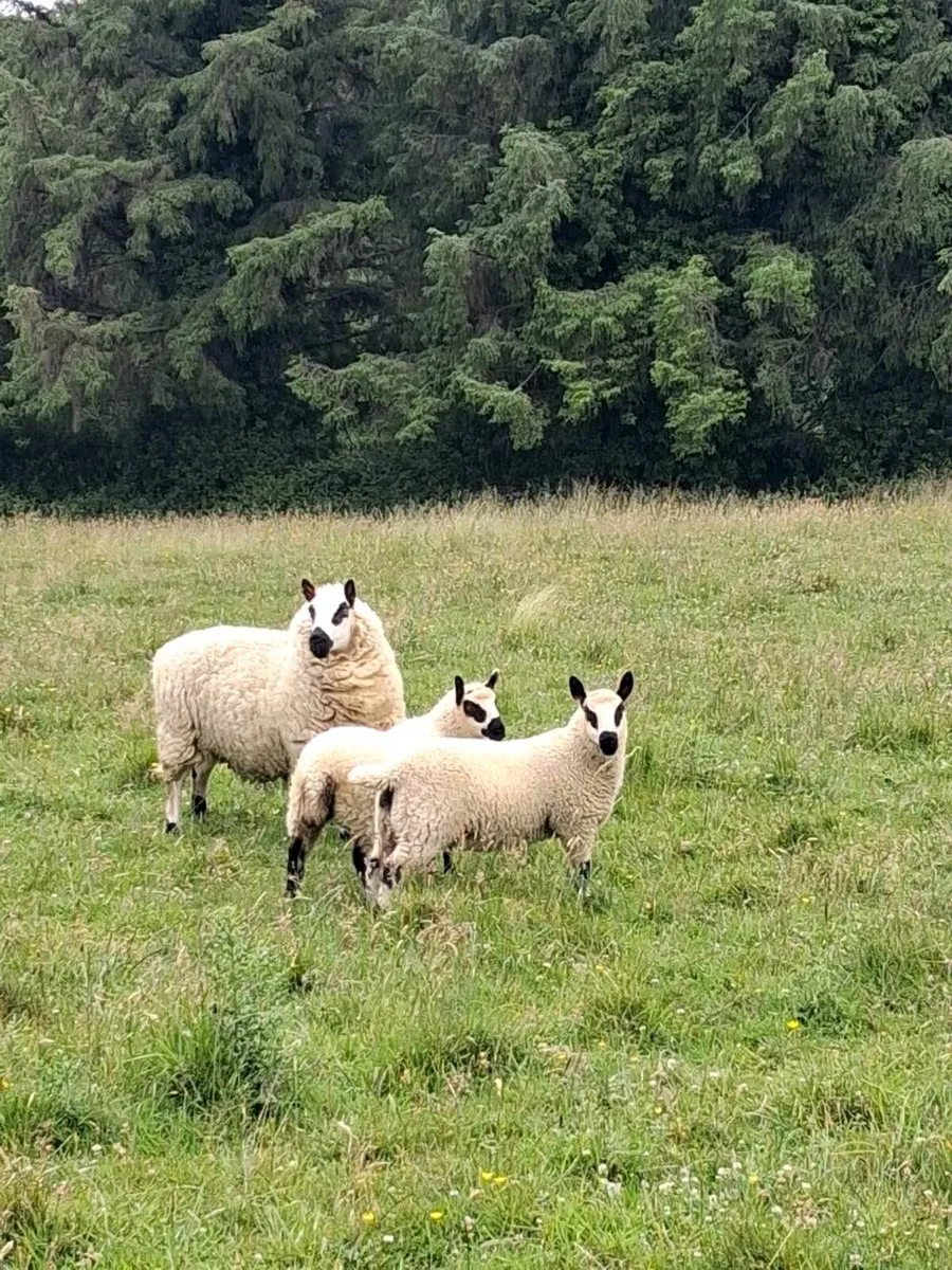 Kerryhill sheep - Image 1