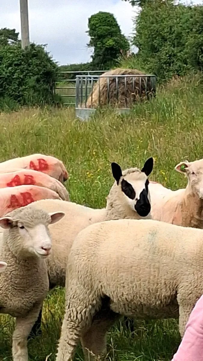 Kerryhill sheep - Image 2