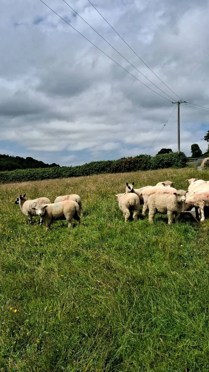 Kerryhill sheep - Image 3