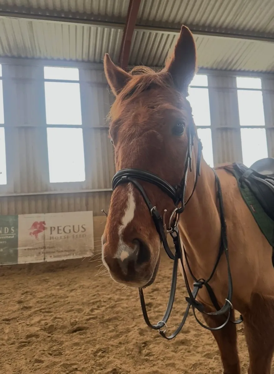cracking 15.2 gelding - Image 4