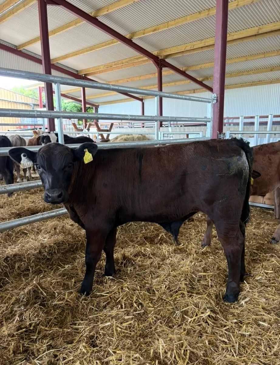 8 smashing continental bull runners - Image 2