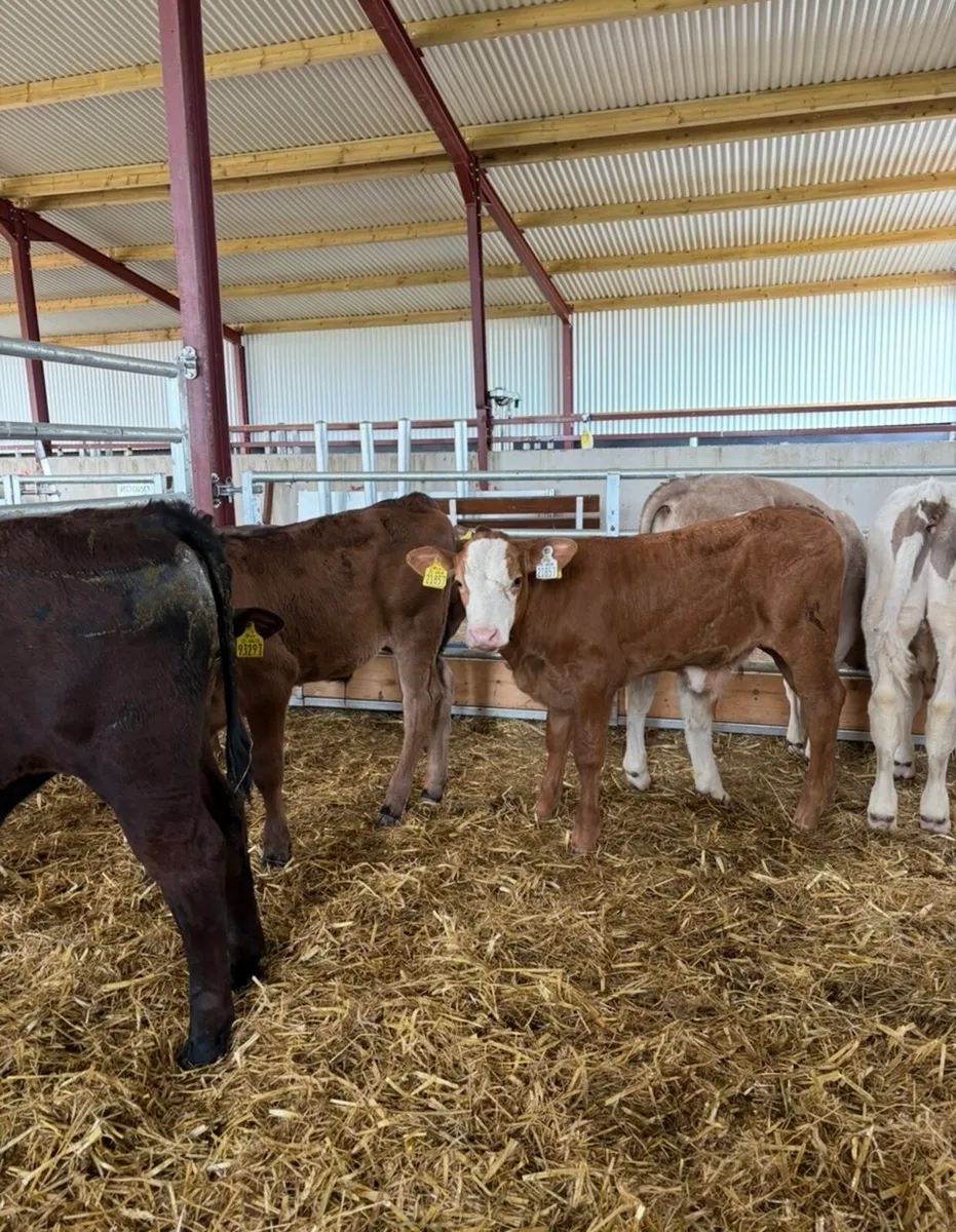 8 smashing continental bull runners - Image 1