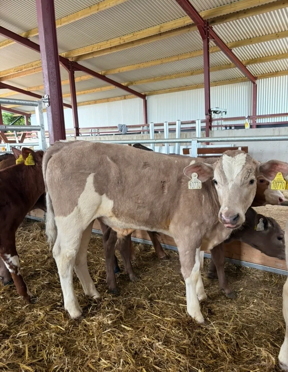 8 smashing continental bull runners - Image 4