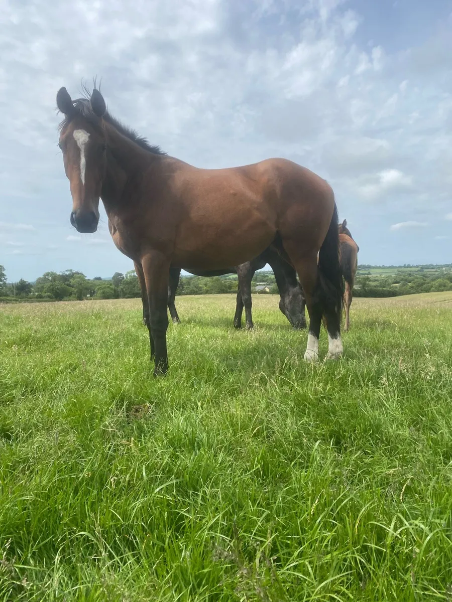 2 year old NH filly - Image 1