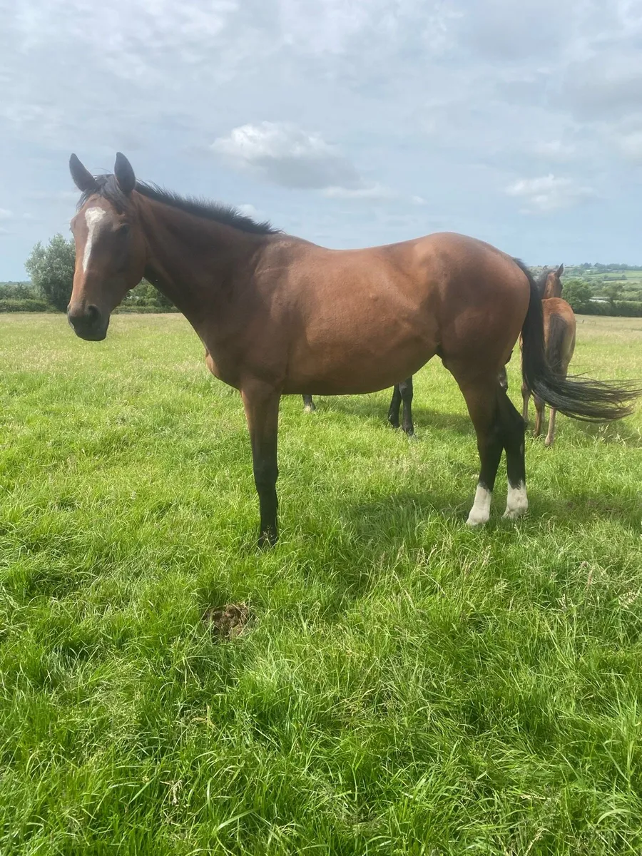 2 year old NH filly - Image 2