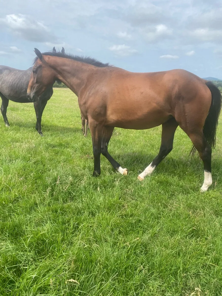 2 year old NH filly - Image 3