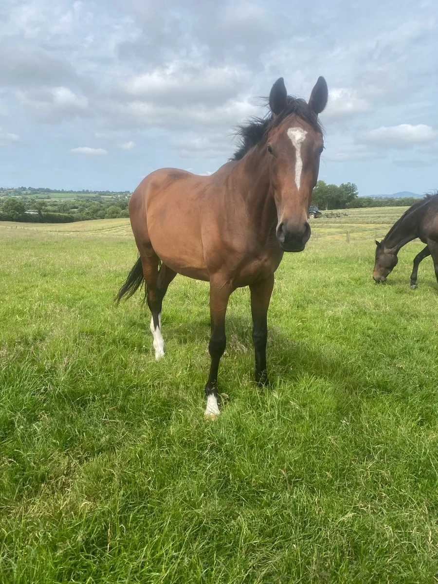 2 year old NH filly - Image 4