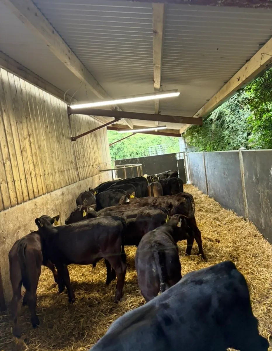 20 super Angus bull runners 3-4 months old - Image 1
