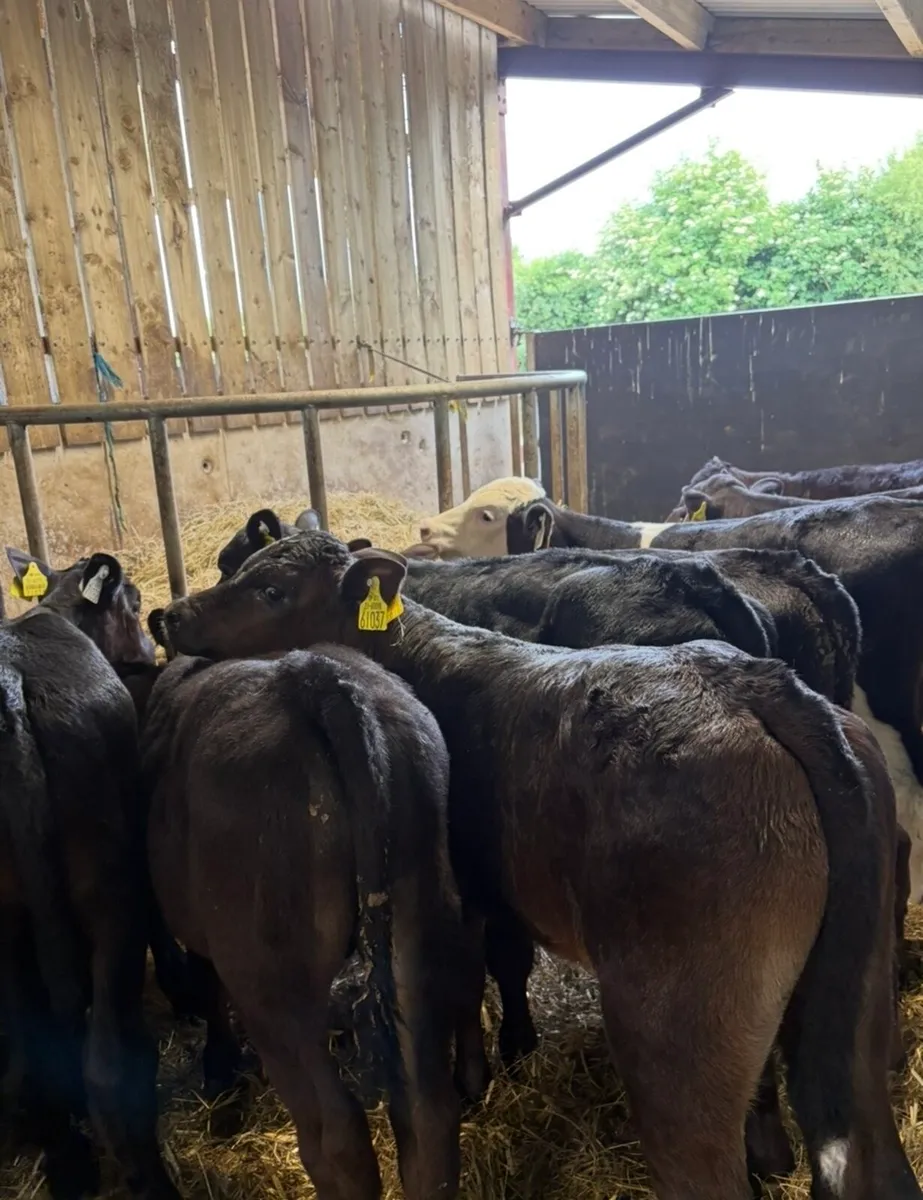20 super Angus bull runners 3-4 months old - Image 2