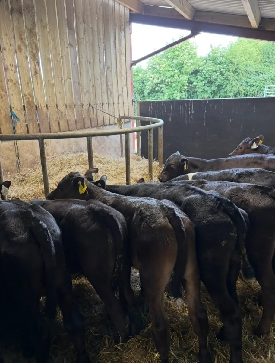 20 super Angus bull runners 3-4 months old - Image 3