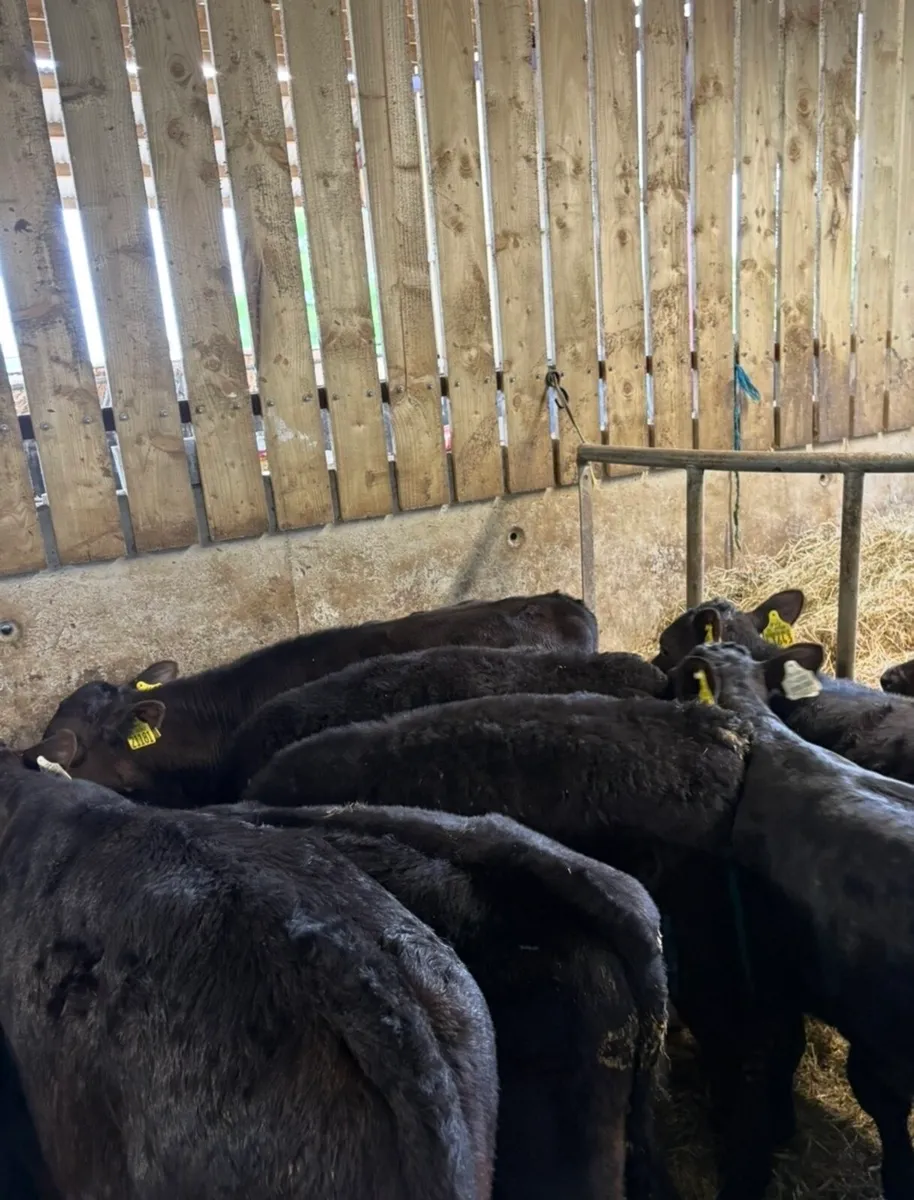 20 super Angus bull runners 3-4 months old - Image 4