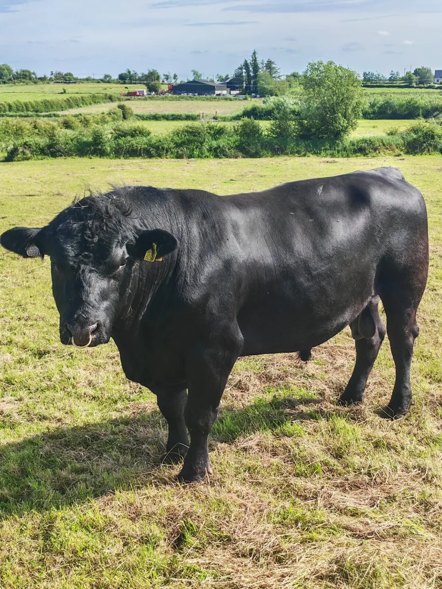 PBR Angus Bulls - Image 1