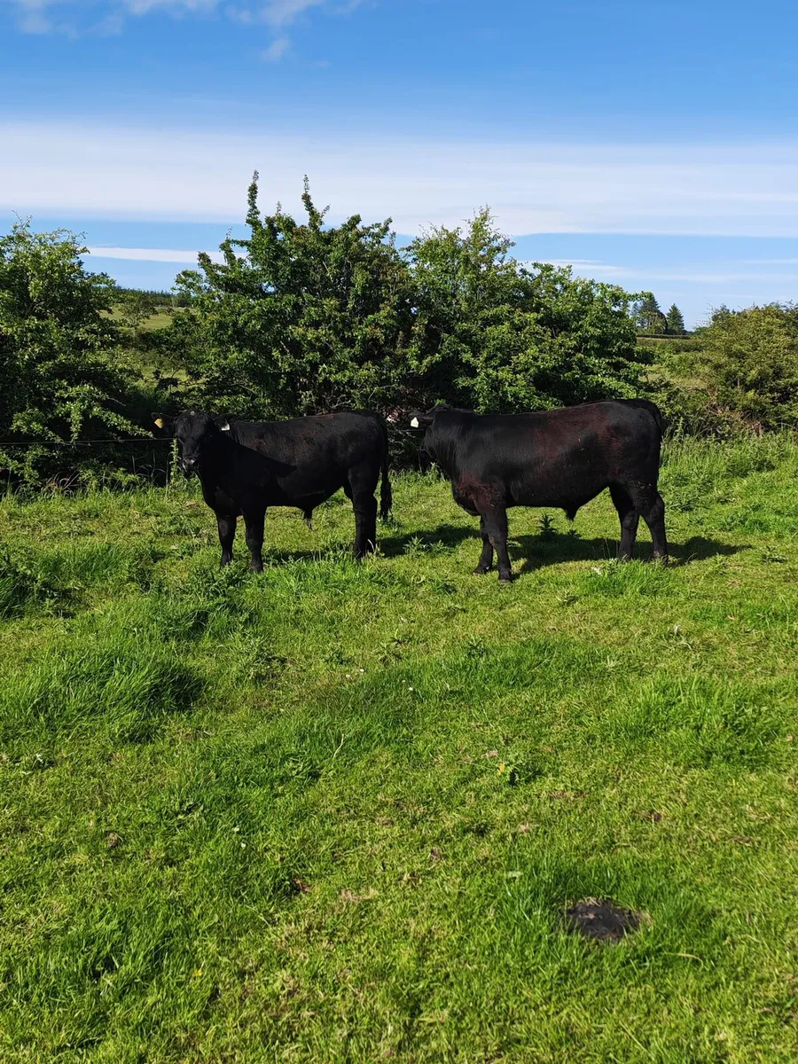 PBR Angus Bulls - Image 3