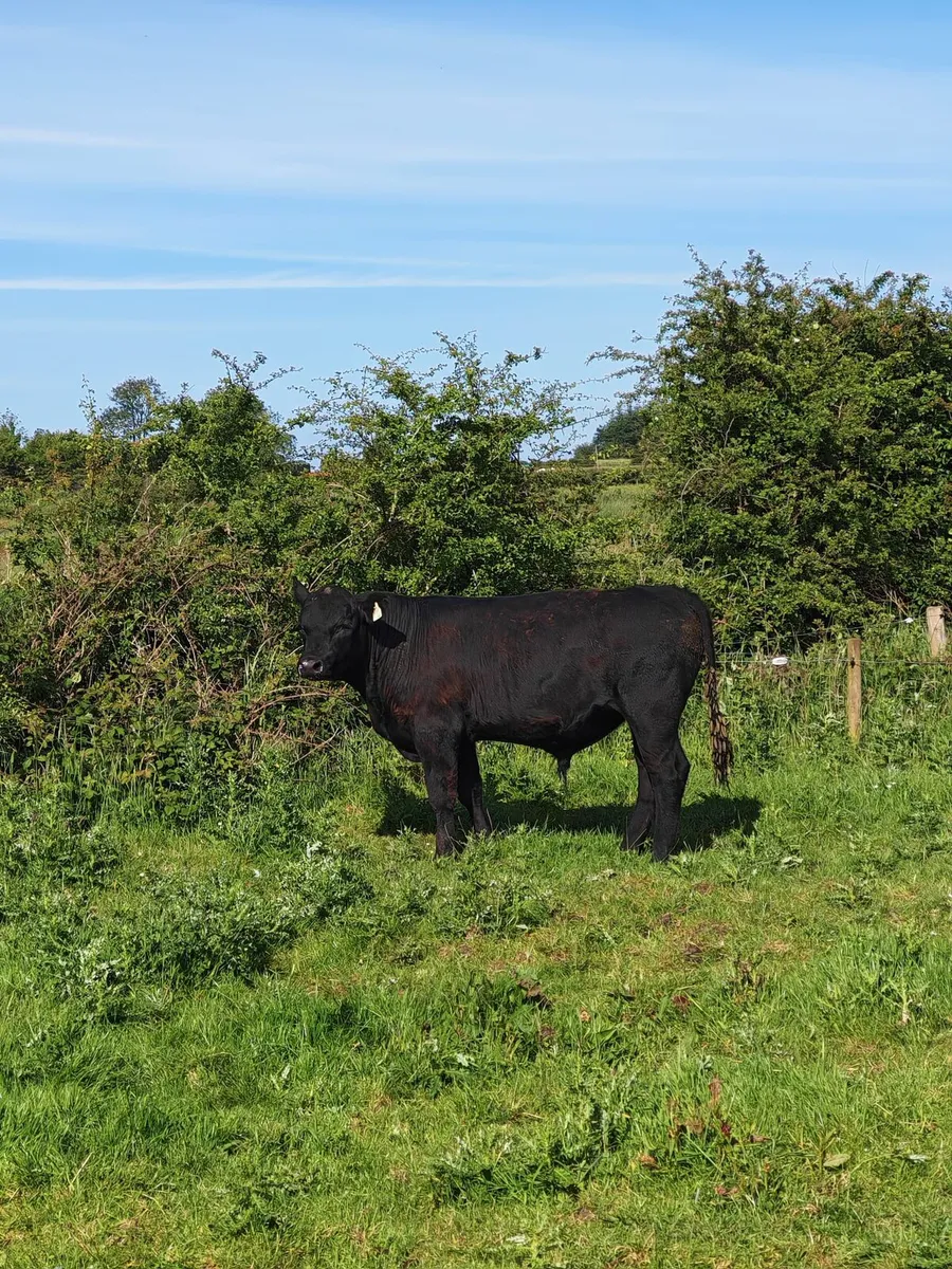 PBR Angus Bulls - Image 4