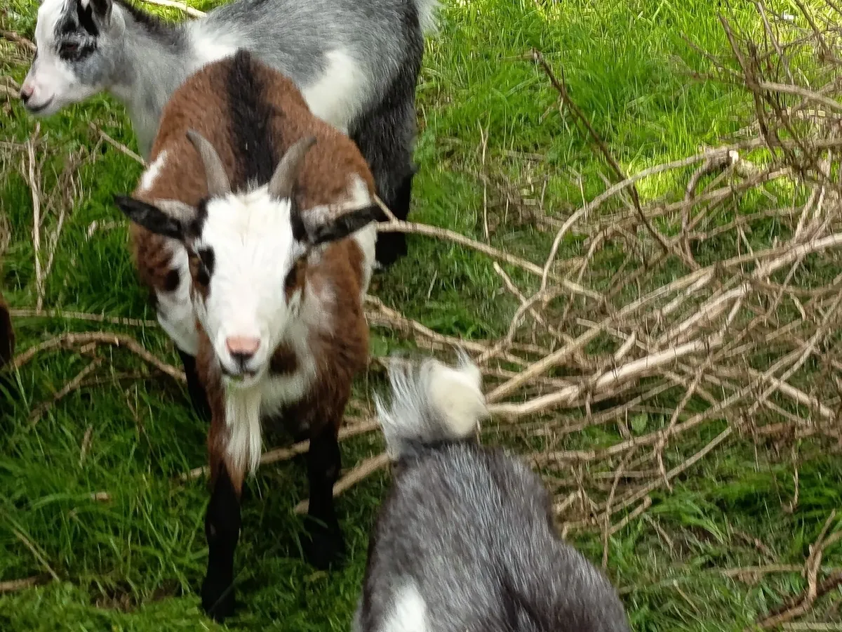 Pygmy goats Female - Image 2
