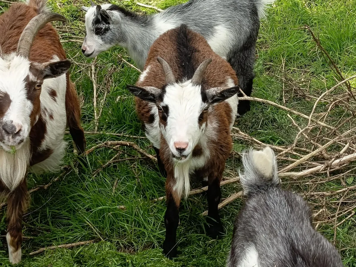 Pygmy goats Female - Image 4