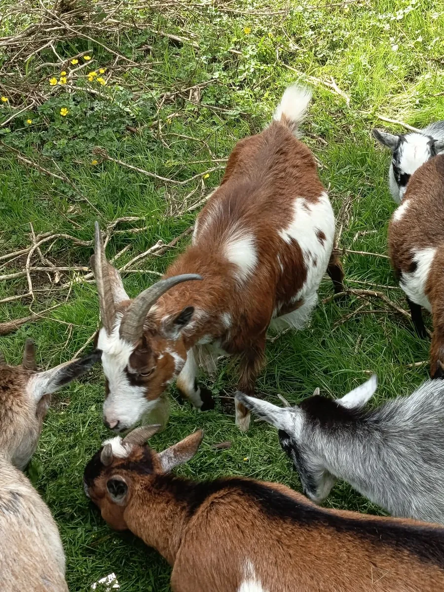 Pygmy goats Female - Image 3