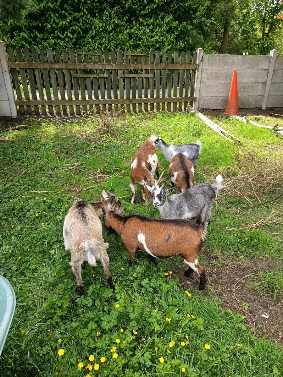Pygmy goats Female - Image 1