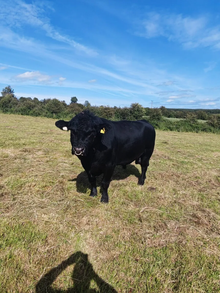 PBR Angus Bulls - Image 2