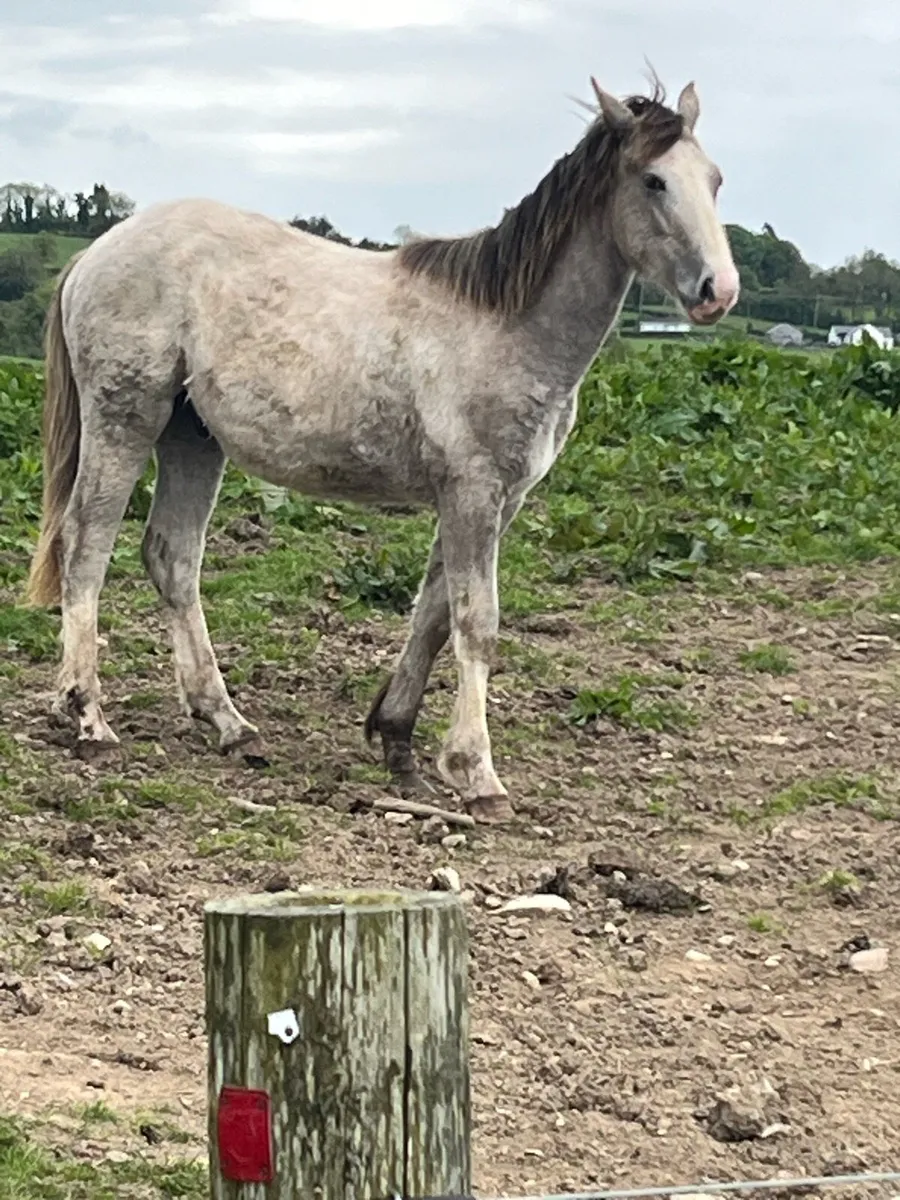Draft foal - Image 4