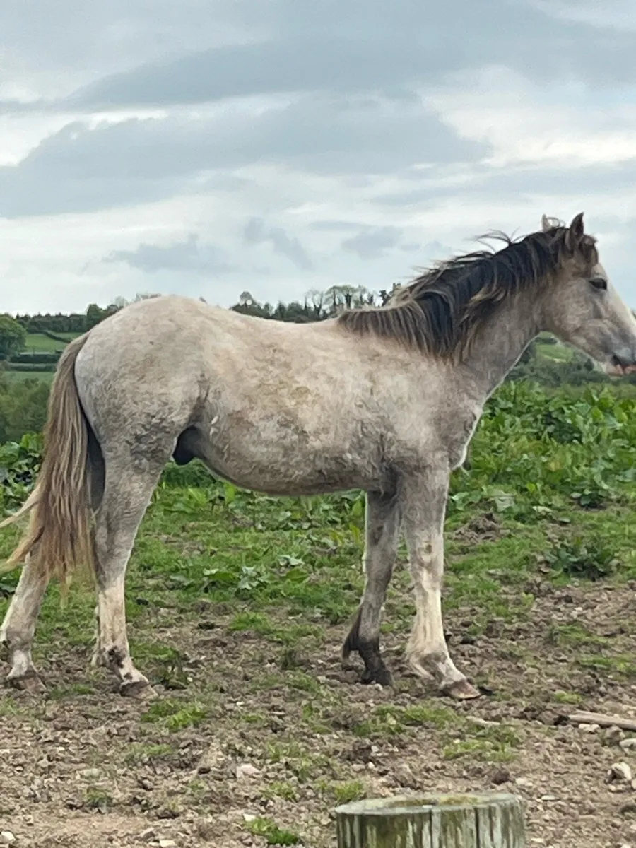 Draft foal - Image 2