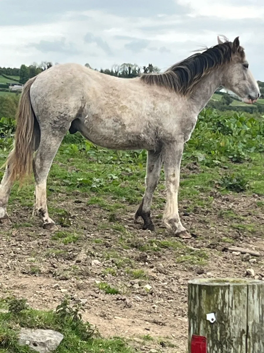 Draft foal - Image 3