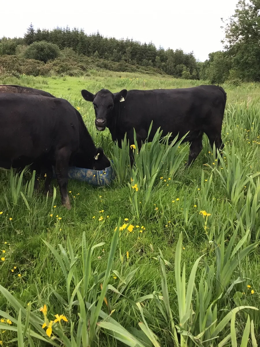 AA Heifers FOR SALE **** - Image 2
