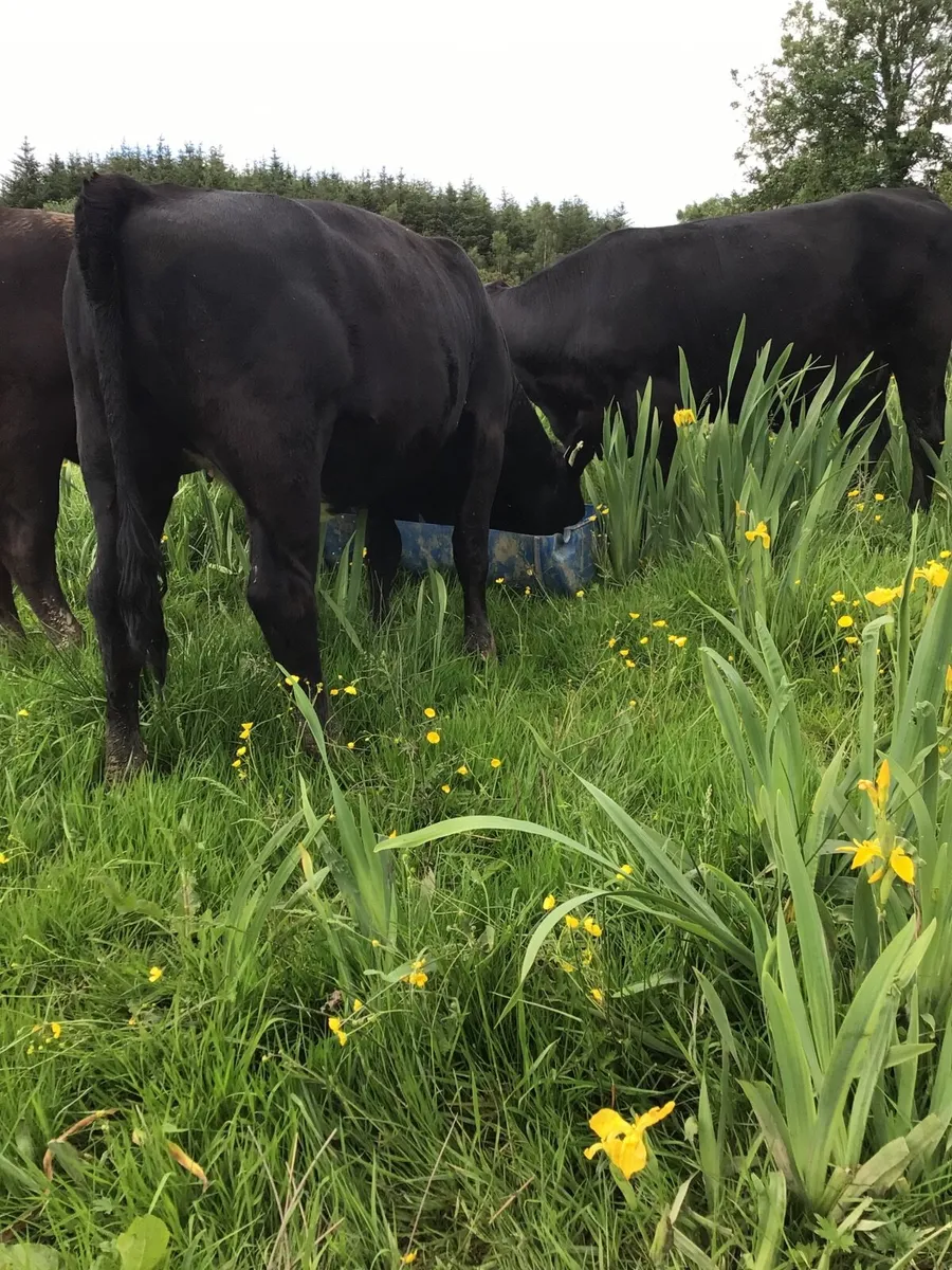 AA Heifers FOR SALE **** - Image 3