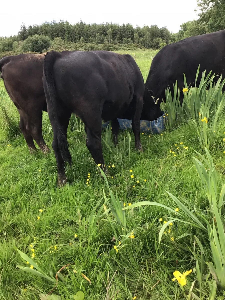 AA Heifers FOR SALE **** - Image 4