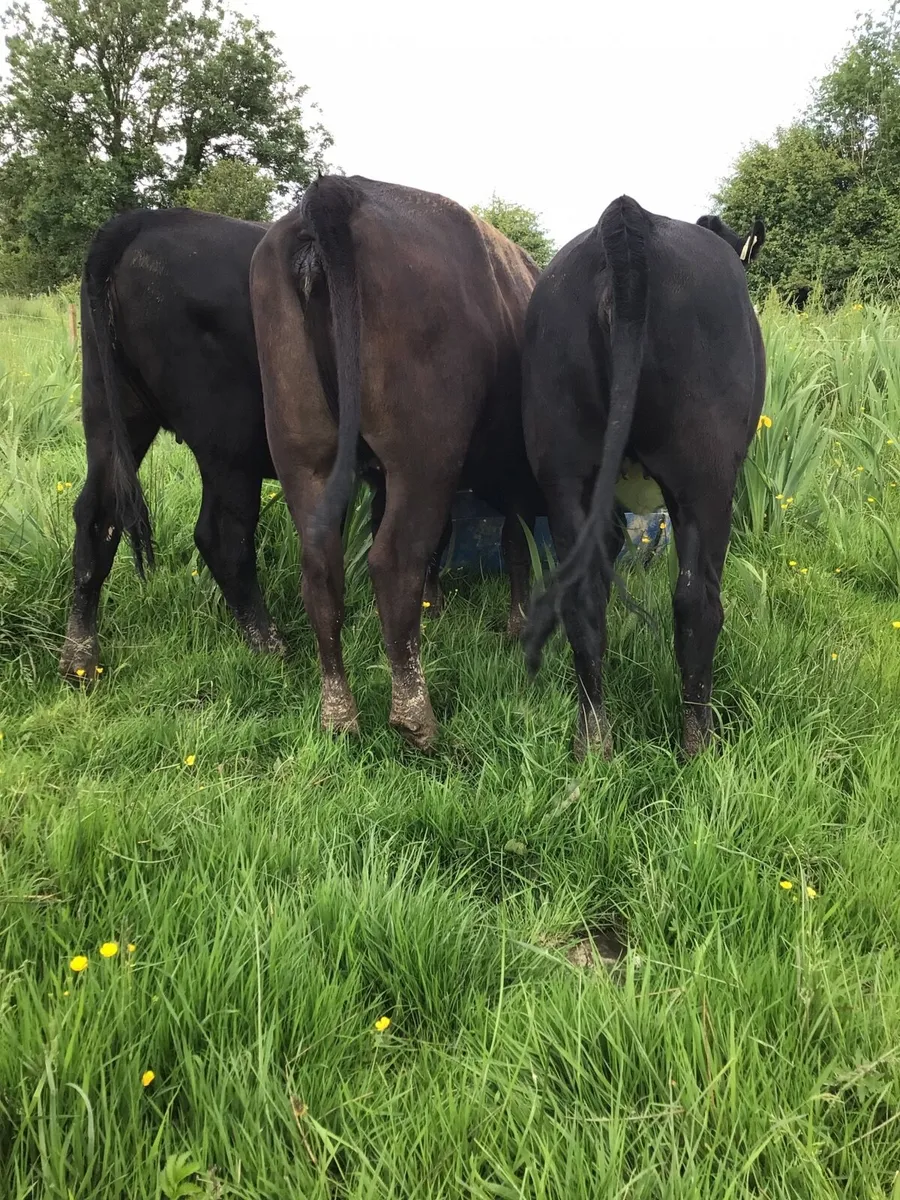 AA Heifers FOR SALE **** - Image 1