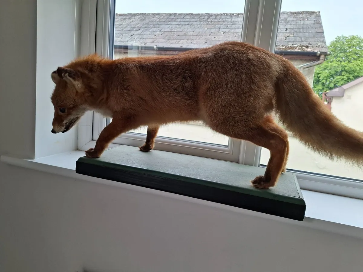 Taxidermy fox - Image 2