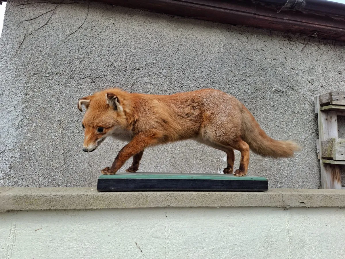 Taxidermy fox - Image 1