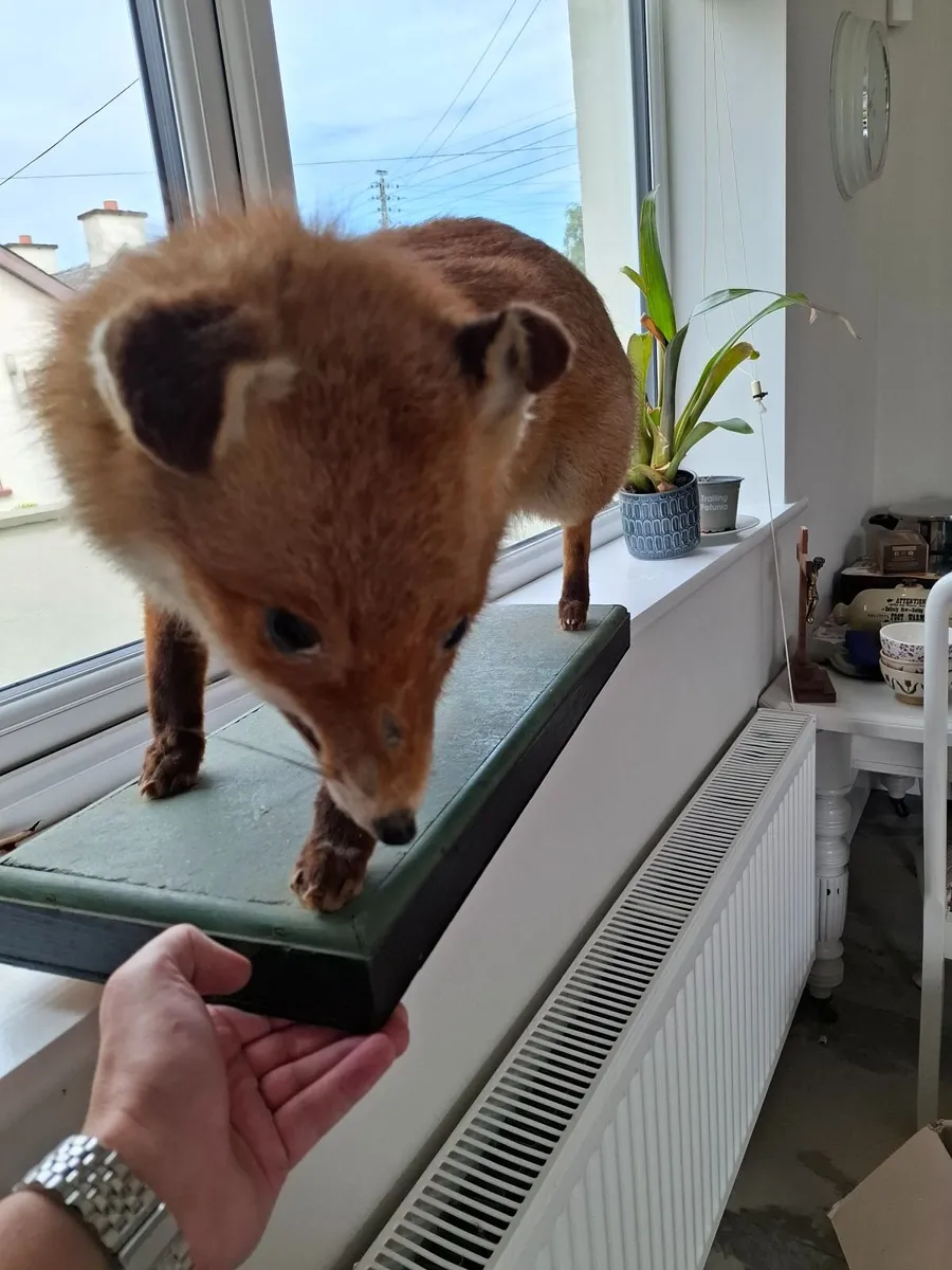 Taxidermy fox - Image 3