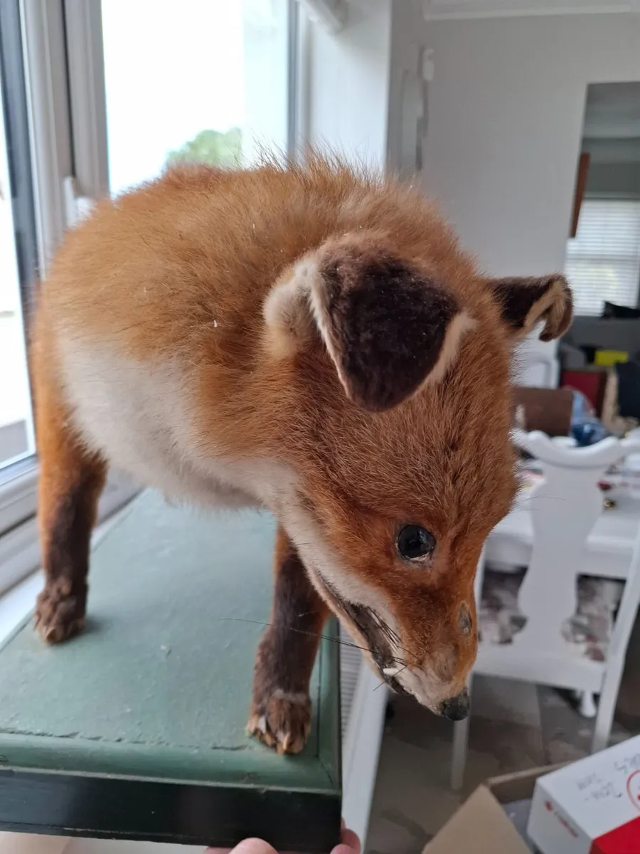 Taxidermy fox - Image 4