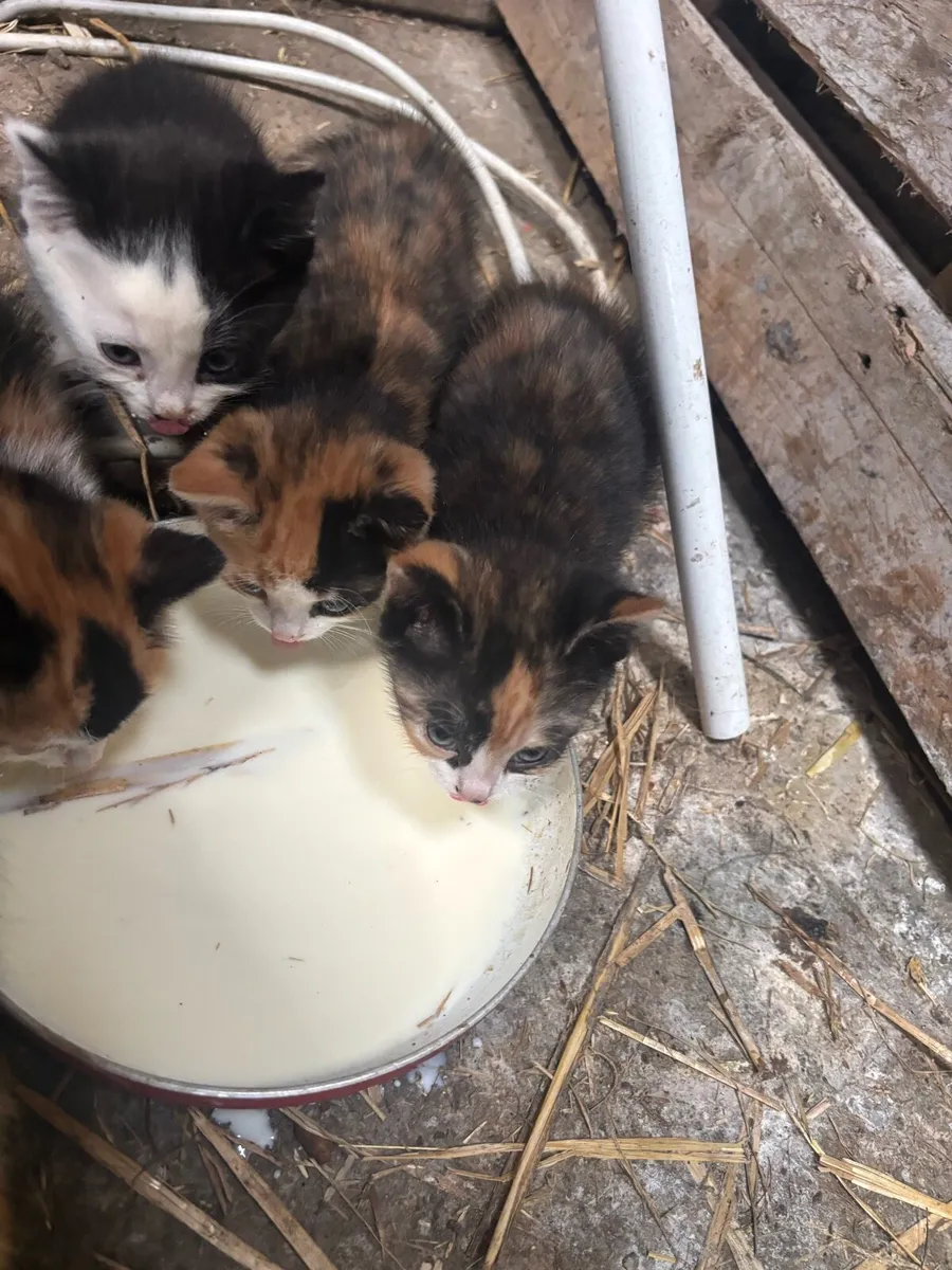 Kittens - Image 1