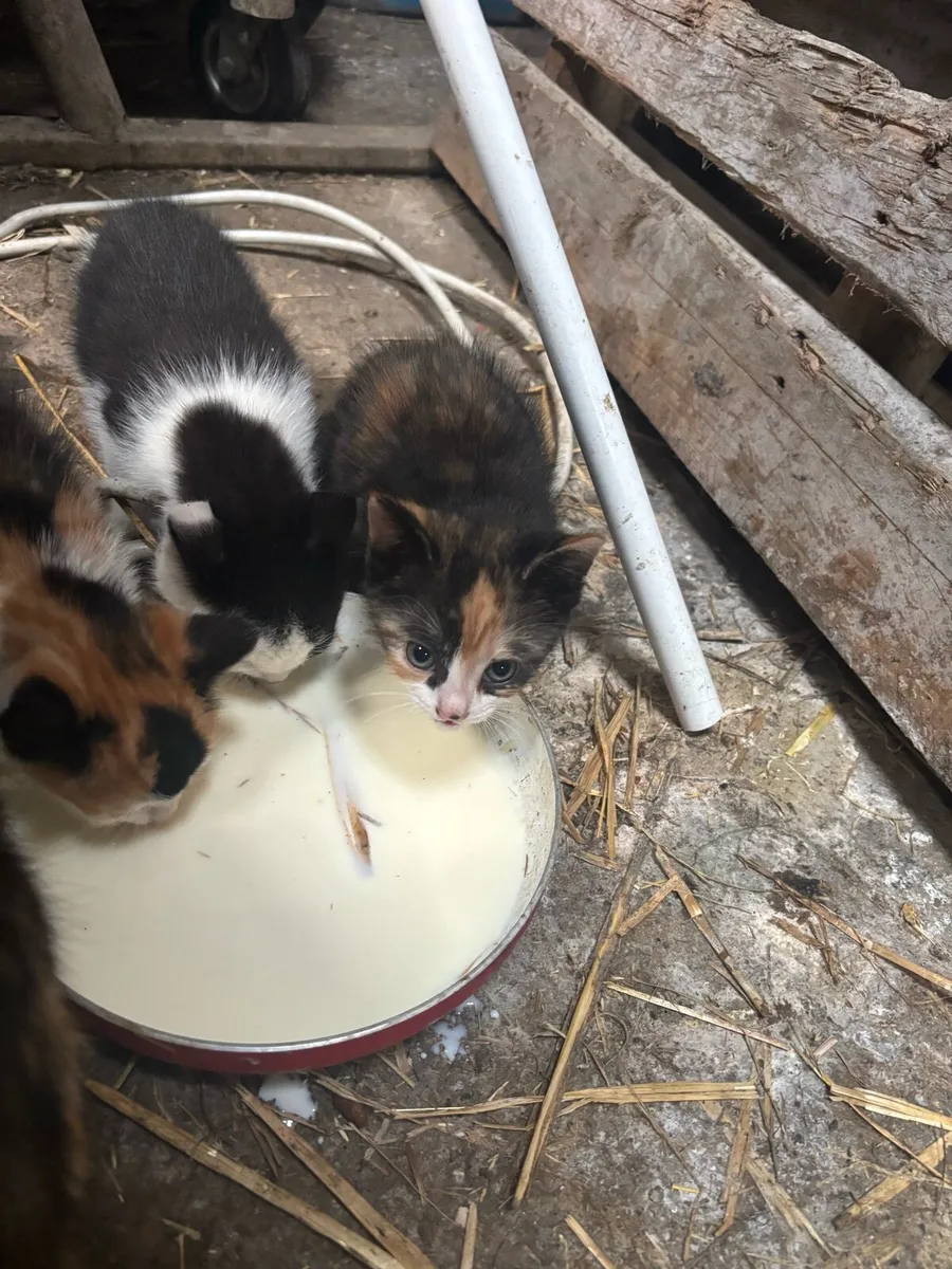 Kittens - Image 2