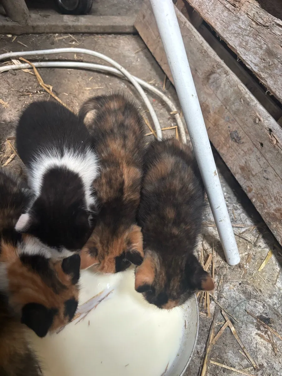 Kittens - Image 3