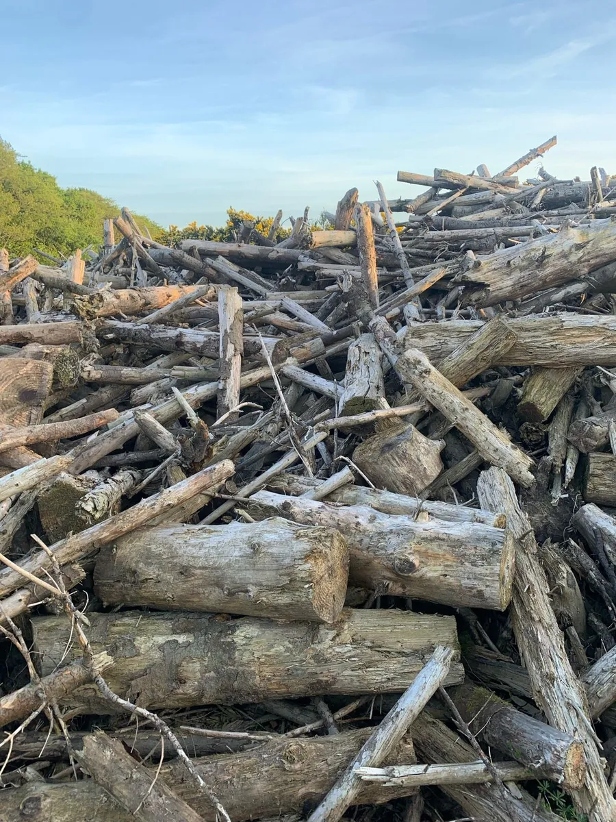 Firewood timber available for collection - Image 1