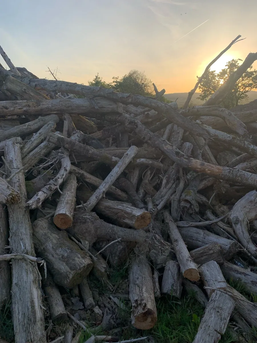 Firewood timber available for collection - Image 2