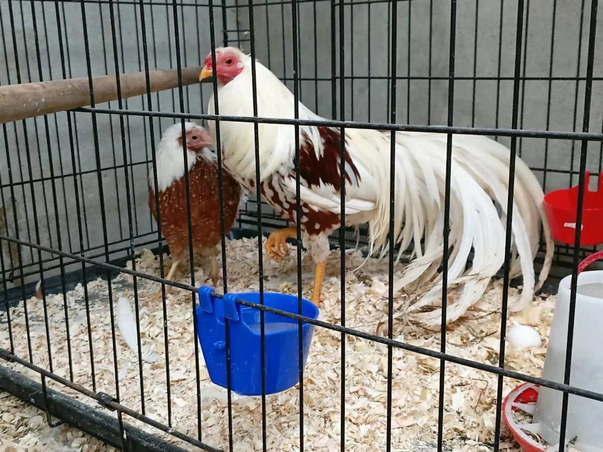 Yokohama Breeding Pair and Silkie Chicks - Image 1