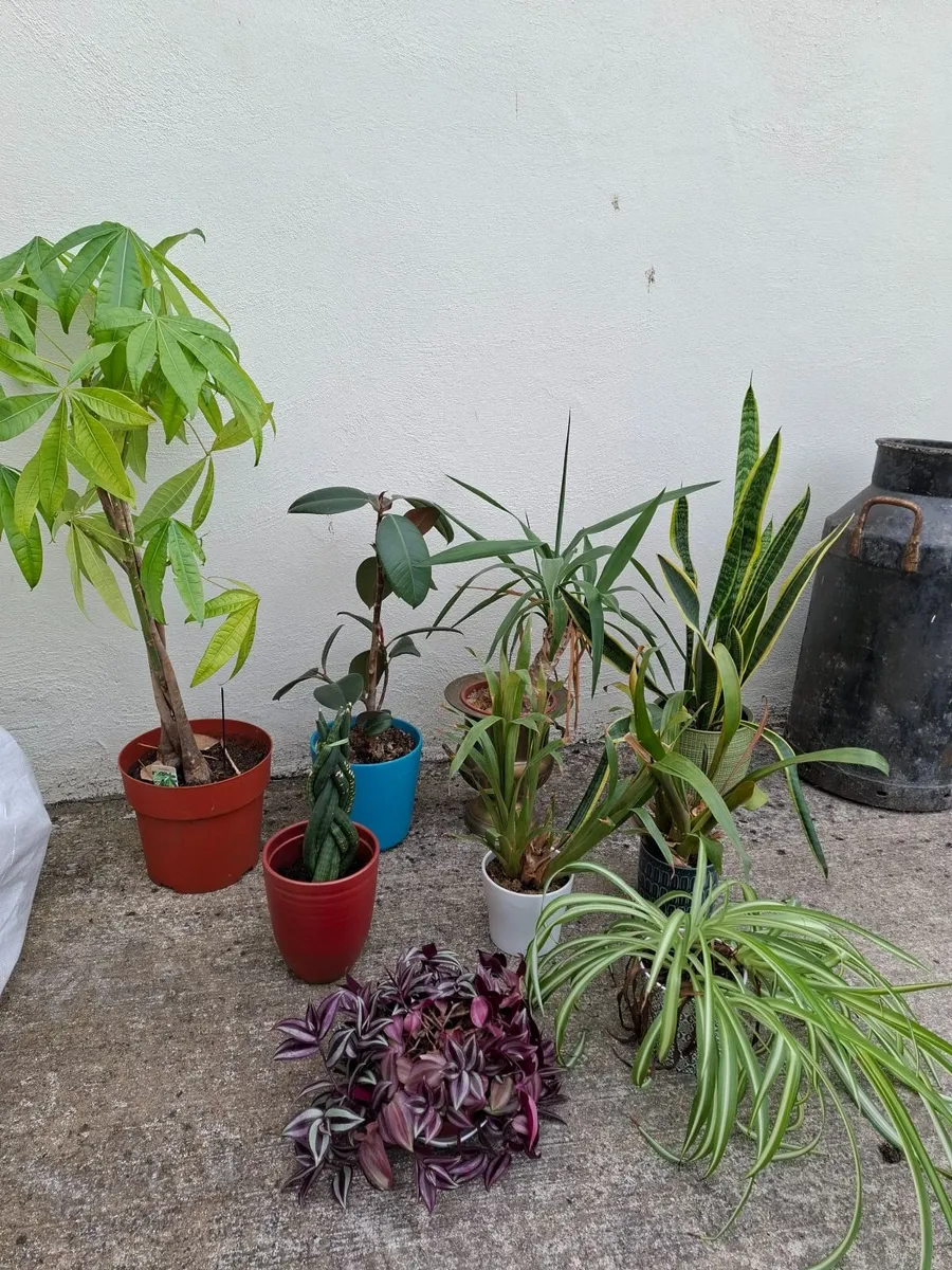 Mature indoor plant collection - Image 1