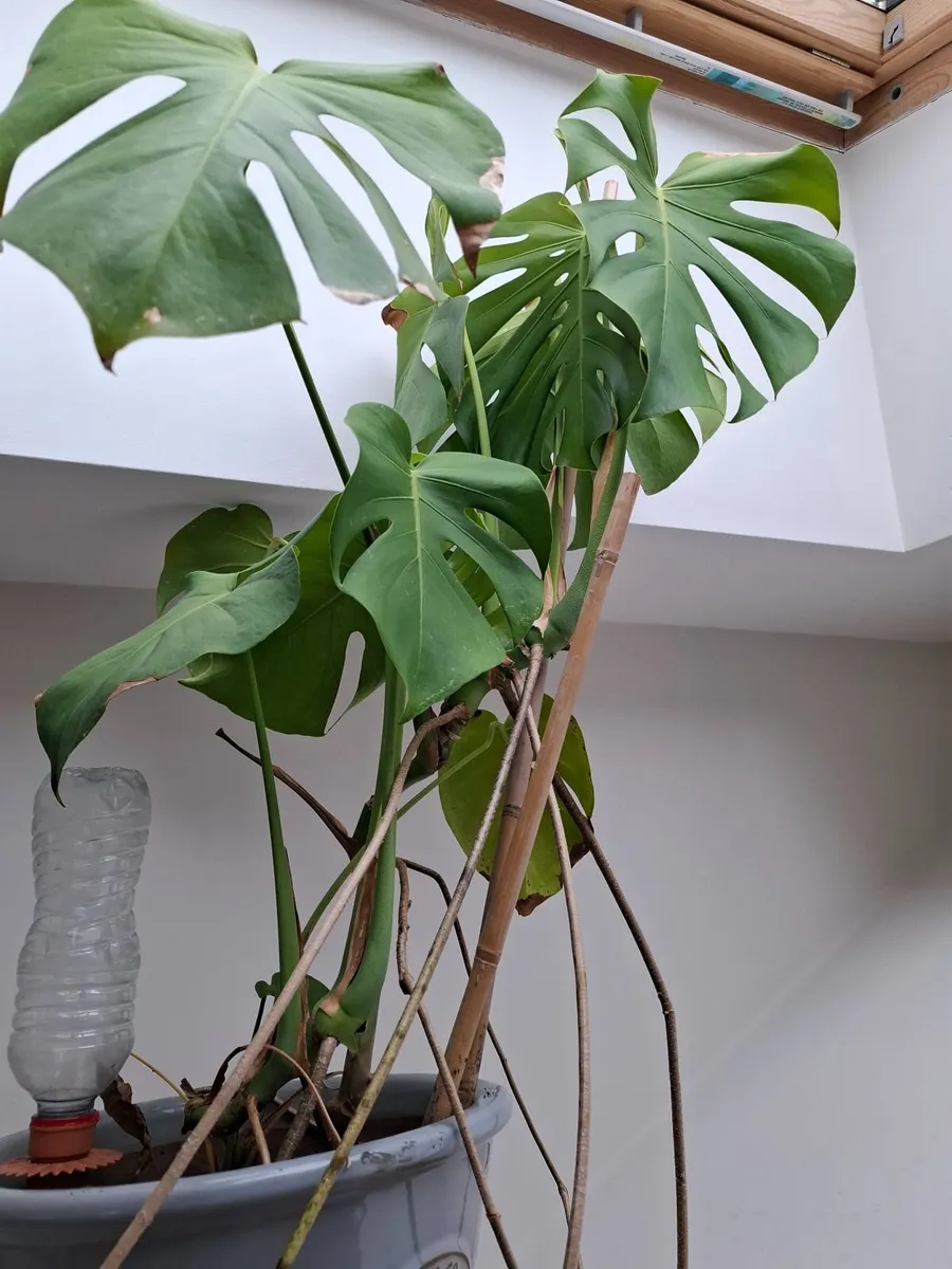 Mature indoor plant collection - Image 2