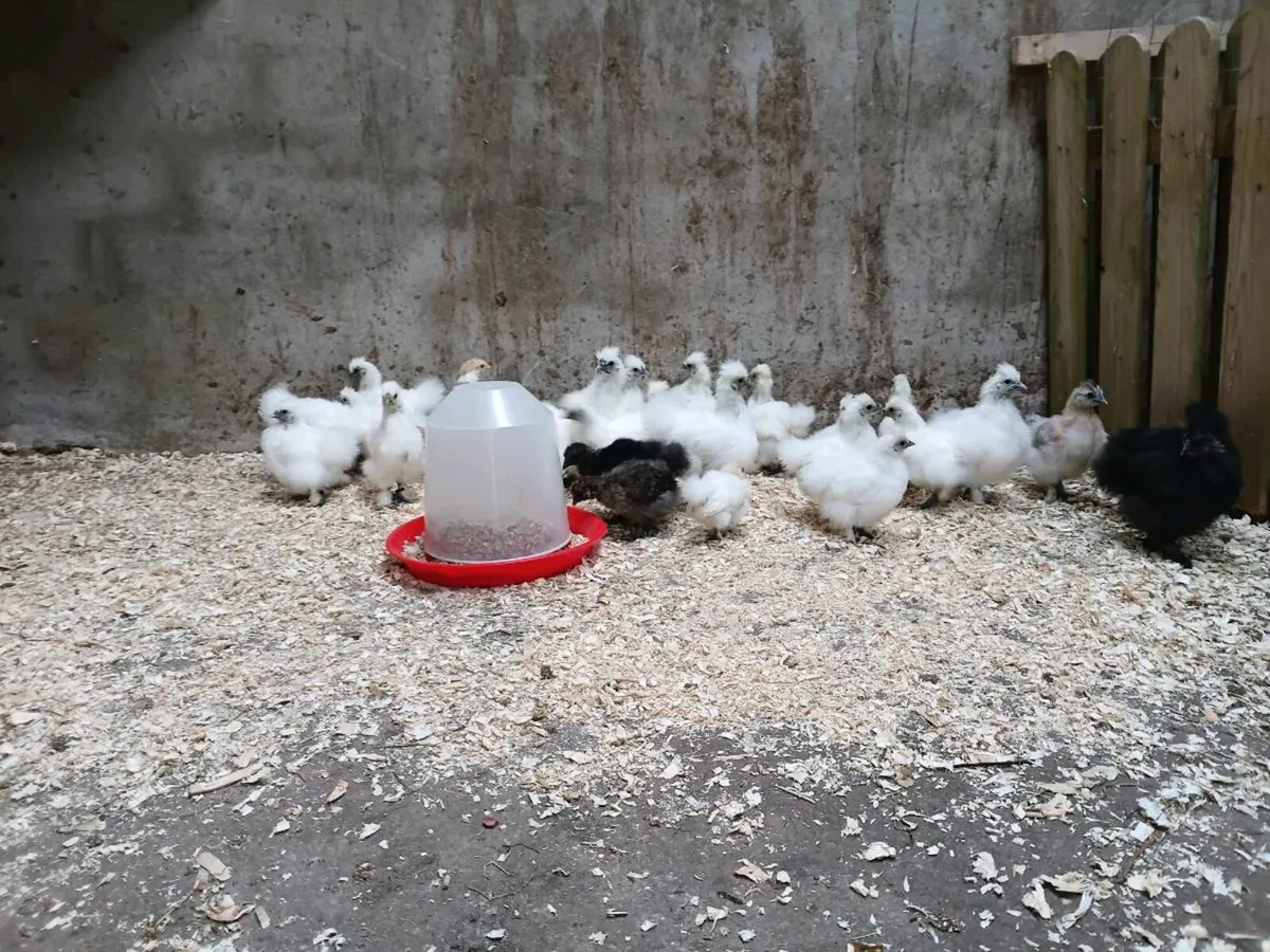 Yokohama Breeding Pair and Silkie Chicks - Image 2