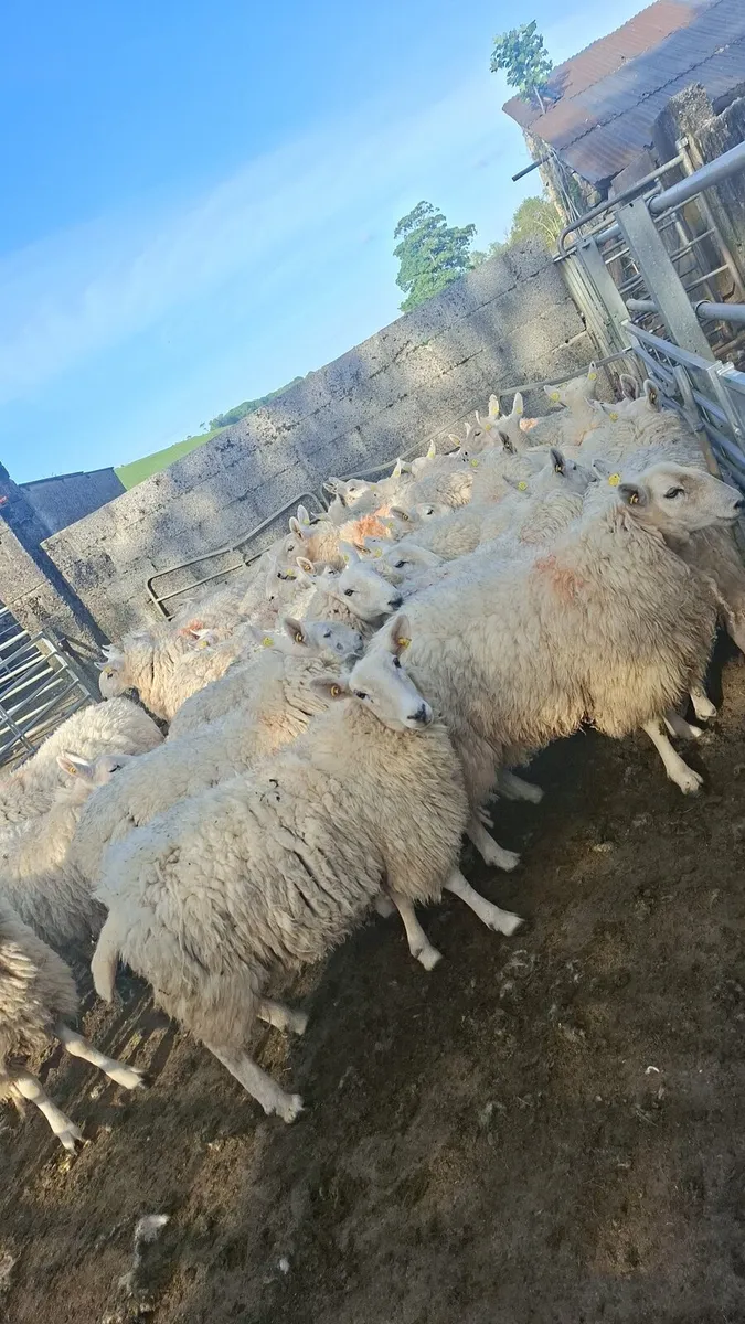 20 cheviot hoggets - Image 1