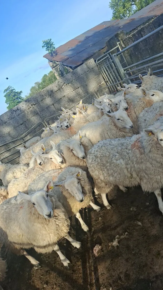 20 cheviot hoggets - Image 3