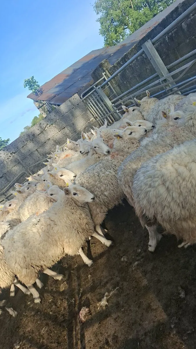 20 cheviot hoggets - Image 2