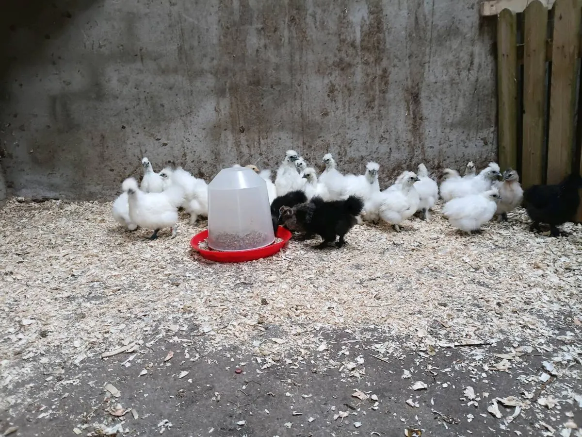 Yokohama Breeding Pair and Silkie Chicks - Image 3