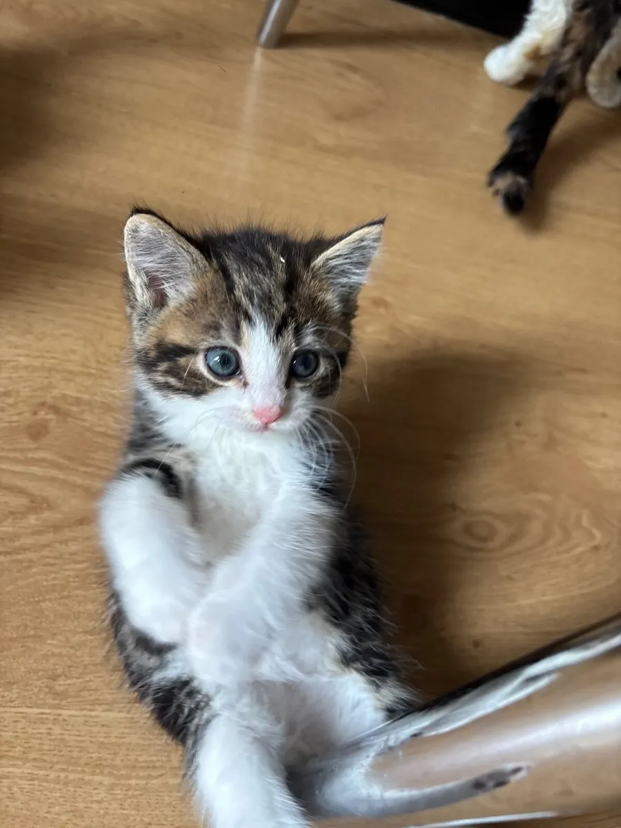 Kittens - Image 4