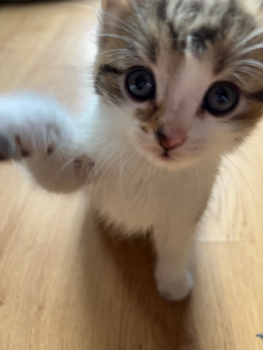 Kittens - Image 3